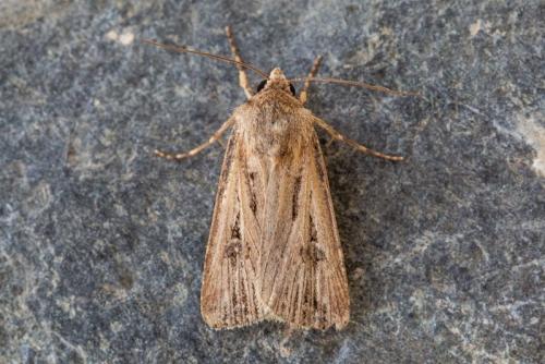 Réf. 218 914 : Agrotis spinifera
